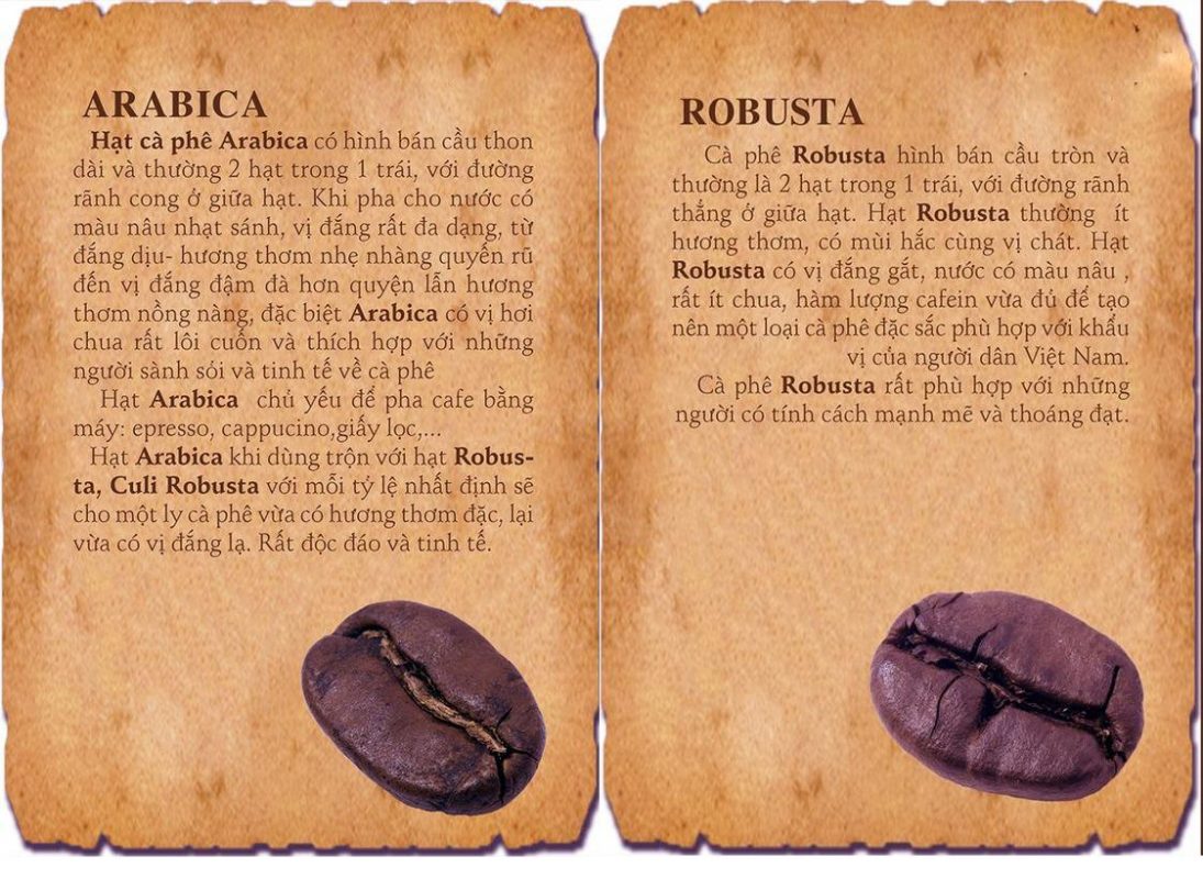 2 loại cà phê chính là Arabica ( cà phê chè) và Robusta ( cà phê vối).