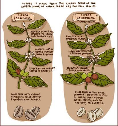 Cà phê Arabica được trồng chủ yếu ở Braxin, ở Việt Nam số lượng cà phê loại này chỉ chiếm ¼ sản lượng cà phê cả nước