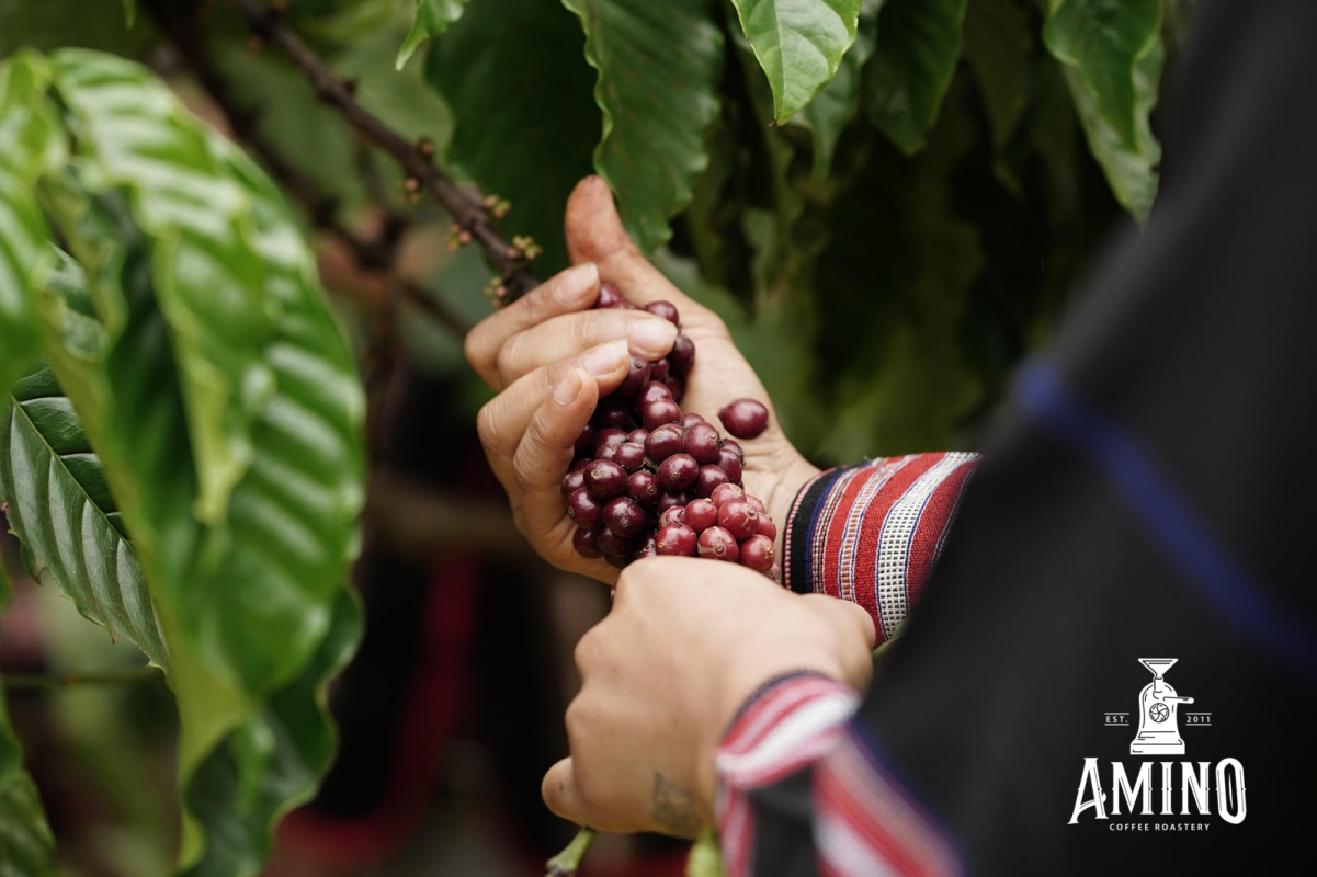 Quá trình hái tuốt cà phê với Amino Coffee