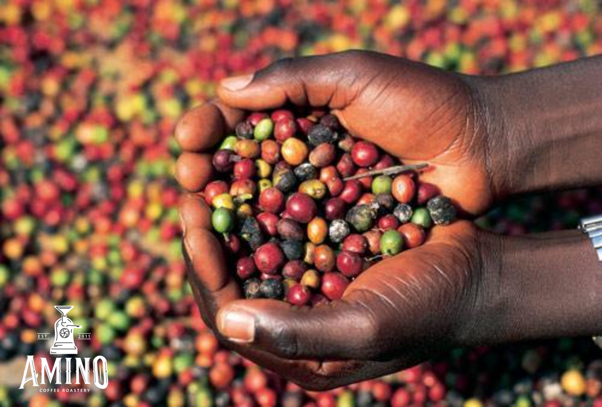 Hình ảnh quả cà phê ở Uganda