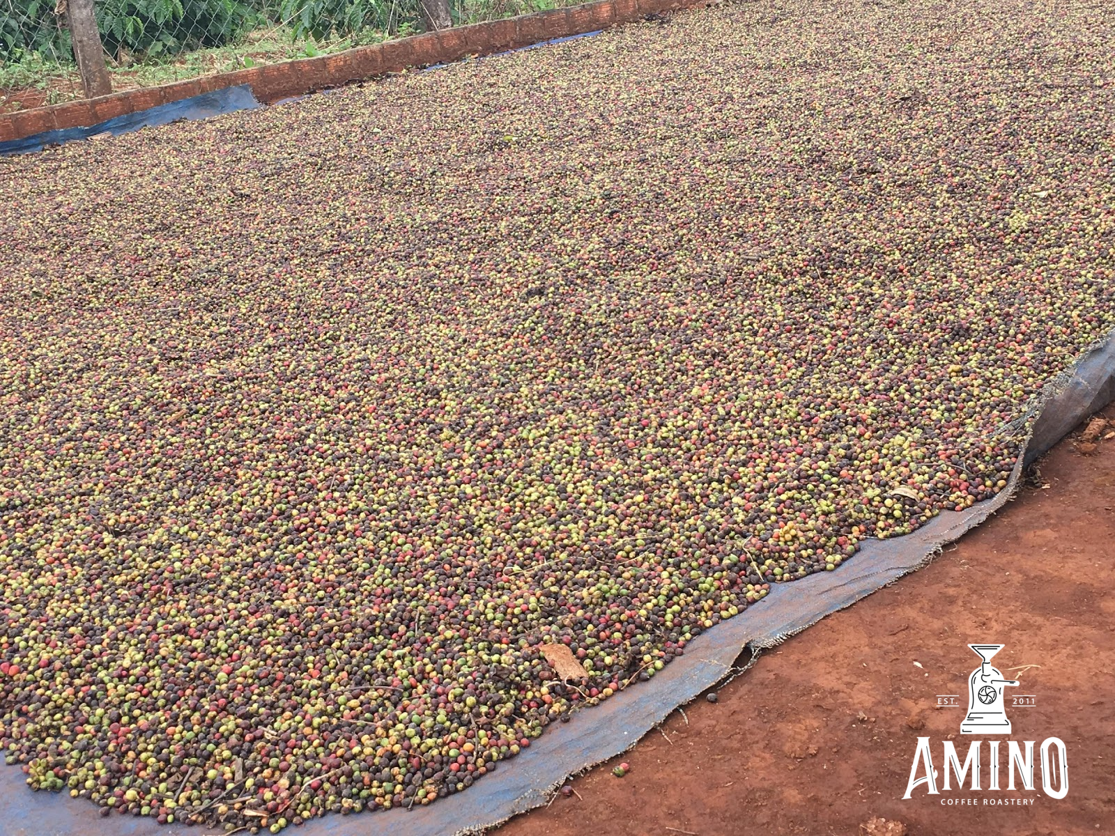 Hình ảnh quả cà phê phổ thông ở Việt Nam