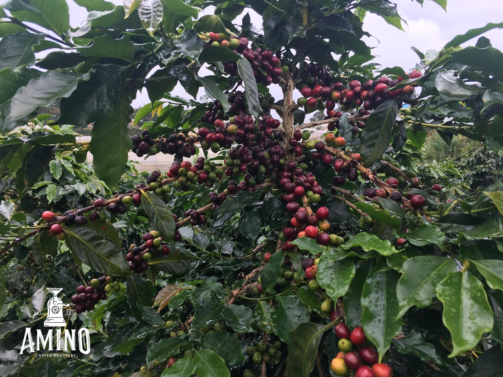 Hình ảnh thực tế quả cà phê