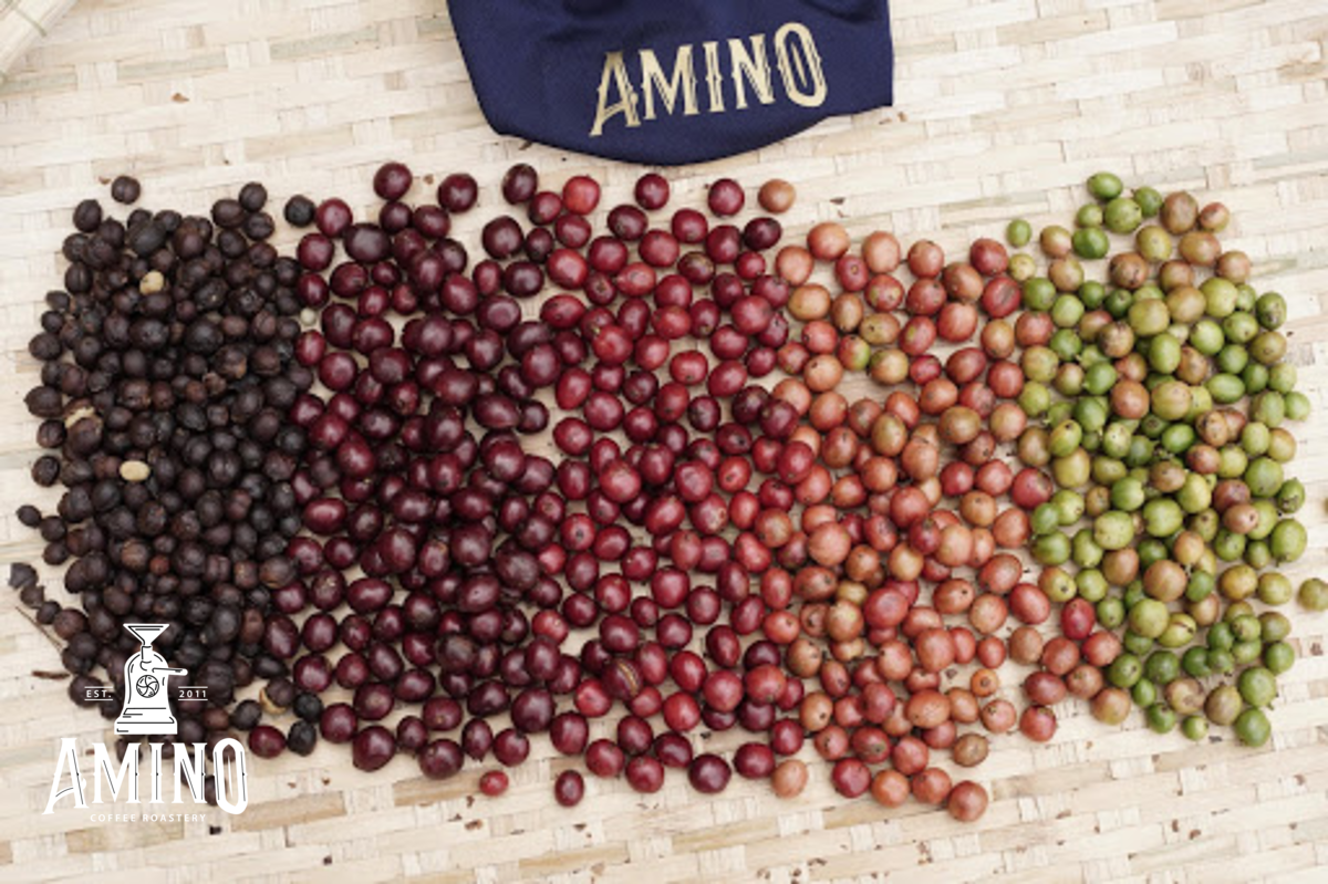 Màu sắc quả cà phê