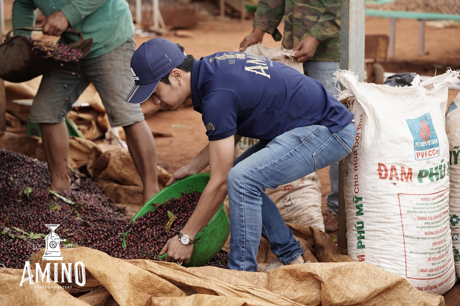 Quá trình thu hoạch cà phê với Amino Coffee