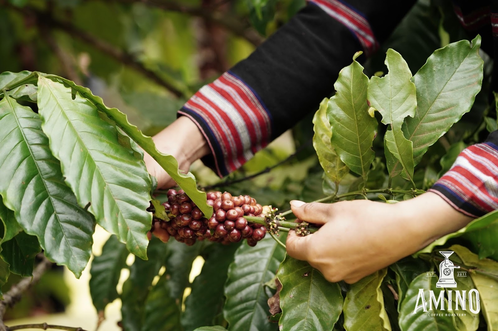 Hình ảnh quá trình thu hái quả cà phê