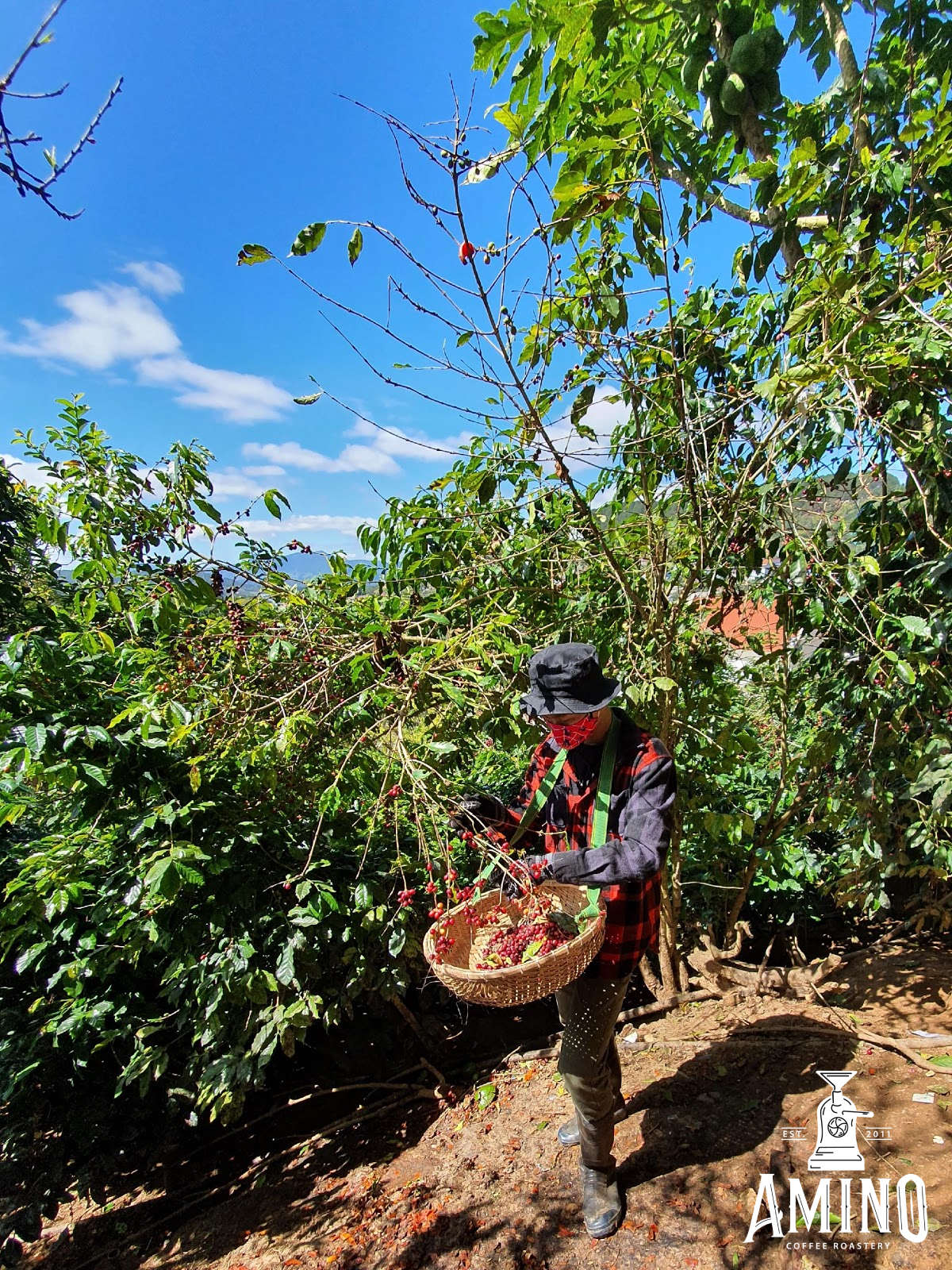 Đà Lạt – miền đất hứa của cà phê Arabica